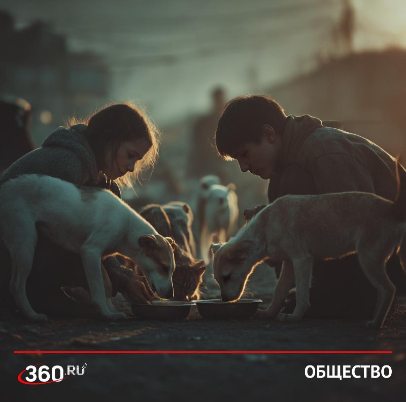 Помощь бездомным животным: благо или зло?
