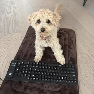 Собака и ИИ создали игры