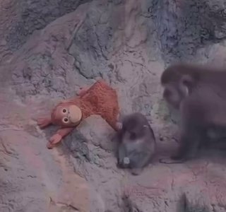 У малыша Панча появилась защитница!