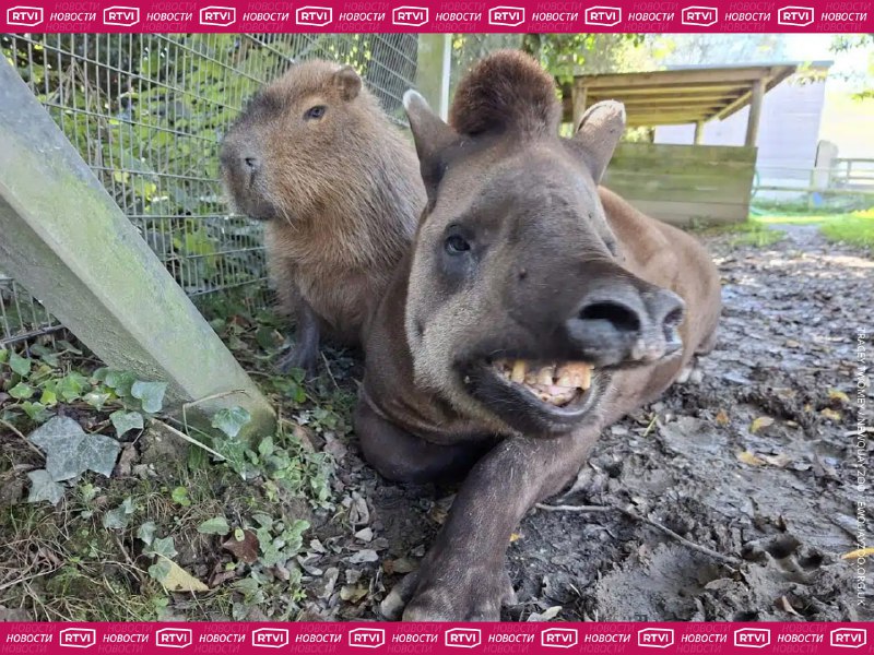 Усыпили друживших капибару и тапира в британском зоопарке