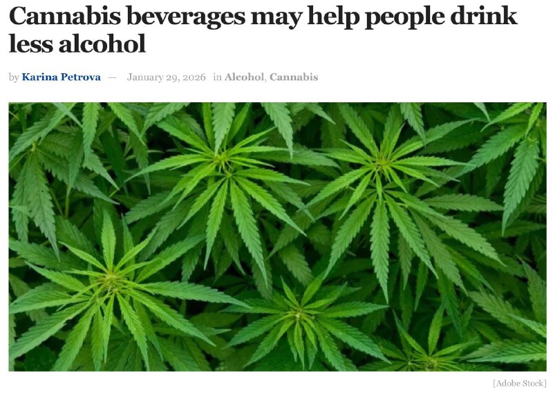 Газировка с каннабисом помогает бороться с алкоголизмом