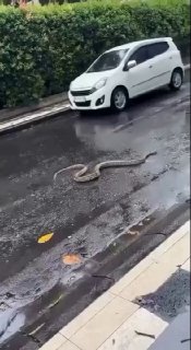 Змеи заполонили Бали из-за наводнения