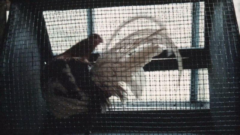 Иллюстрация 4