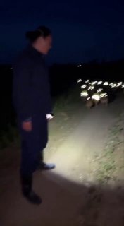 Светоотражающие жилеты для кур