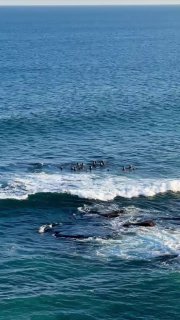 Косатки спугнули сивучей на Курильских островах