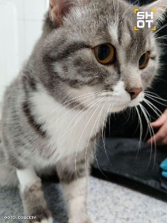 Кот выжил после стирки в стиральной машине