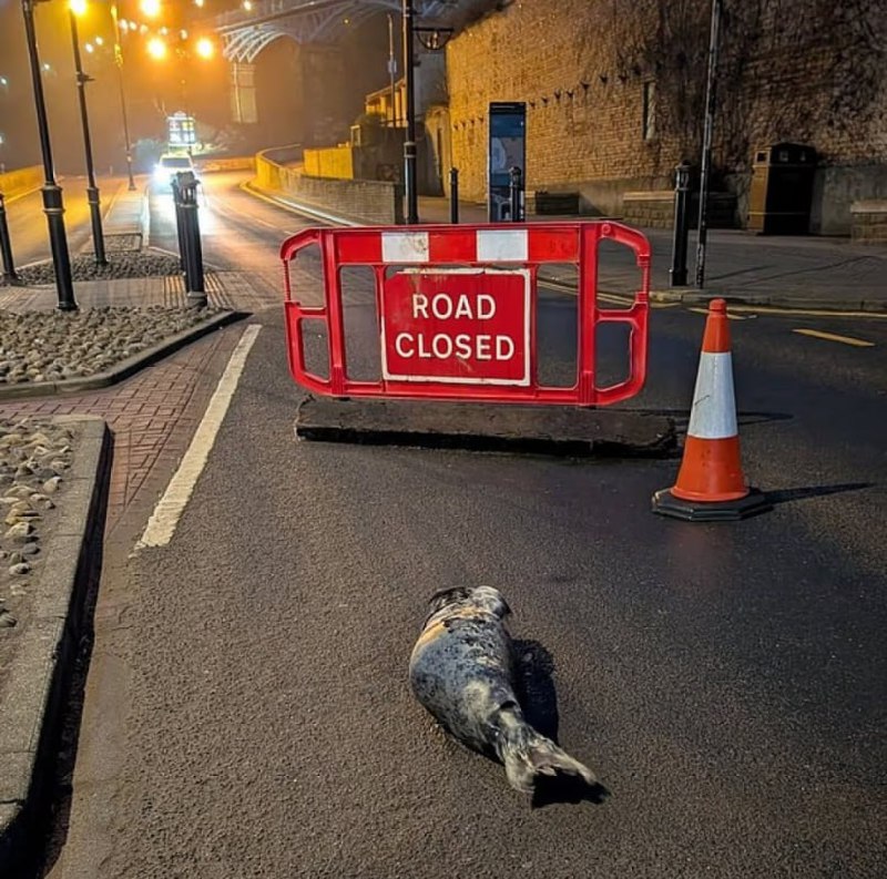 Детеныш тюленя парализовал движение в Великобритании