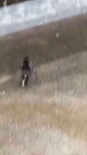 Вирусное видео с Панчем