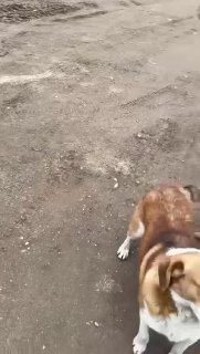 Сбитый щенок нуждается в помощи