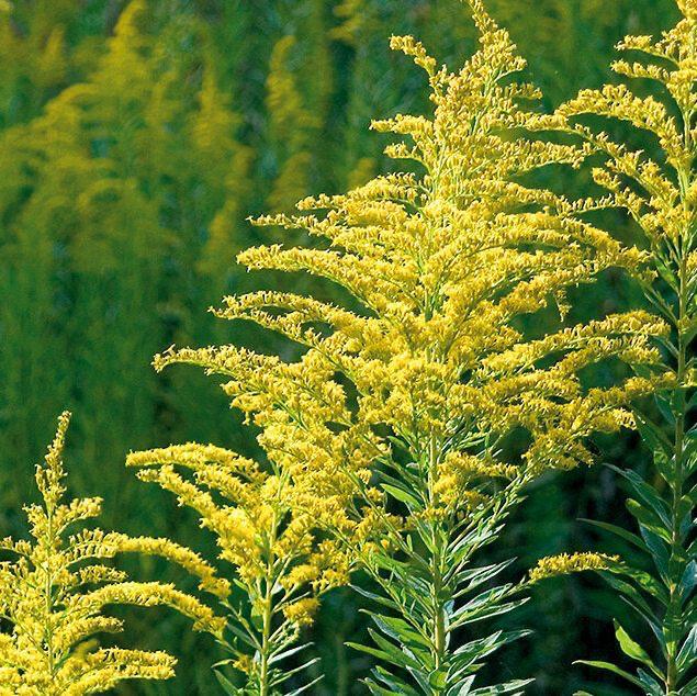 Разработка вакцины против аллергии на амброзию