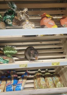 Закрытие магазина "Магнит" в Москве из-за крыс