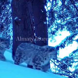 Детеныши снежного барса засняты в Казахстане