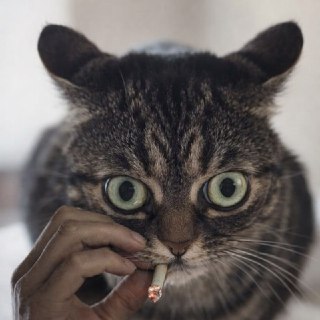 В Петербурге возбудили уголовное дело против женщины, шантажировавшей мужчину интимным видео