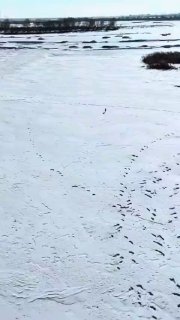 Захватывающая погоня волков за зайцем в Китае