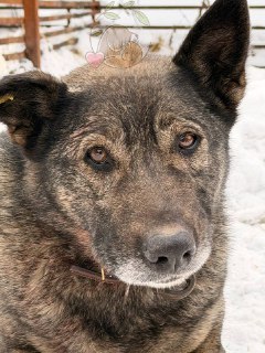 Боня адаптируется к жизни в приюте, «Додо Пицца» оказывает поддержку