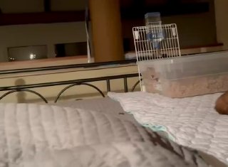 Доминирование у кошек и кроликов