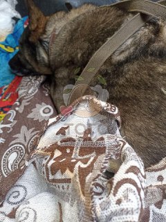 ДодоБоня адаптируется к жизни в приюте