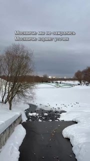 Усилен контроль у пруда в Царицыне после "пиршества" уток