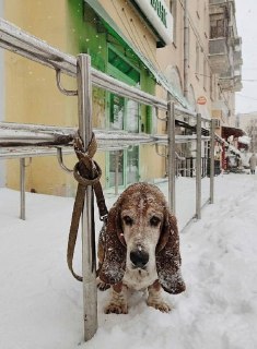 Собаке нашли новый дом в Волгограде
