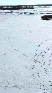 Эпичная погоня собак за зайцем в Китае