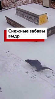 Выдры играют в снегу в США