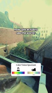 Как кошки видят мир