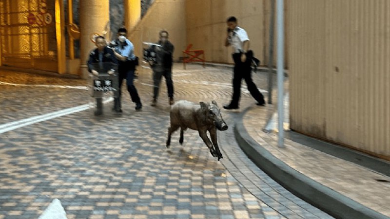 Свинья терроризирует Гонконг