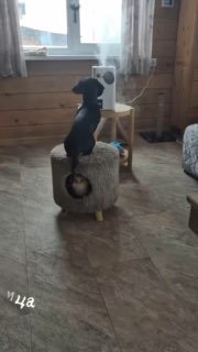 ЗвероПятница в сторис и призыв к участию