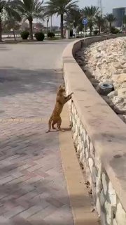 Коты наблюдают за пожаром на базе ВМС США в Бахрейне