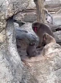 Обезьяна в зоопарке заступилась за себя