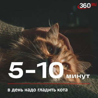 Кошки как средство от стресса