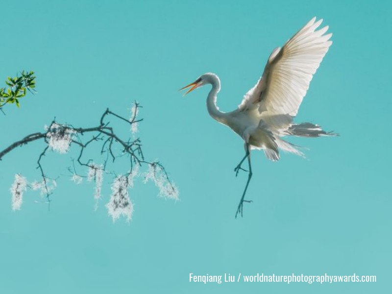 Победители конкурса World nature photography awards—2026