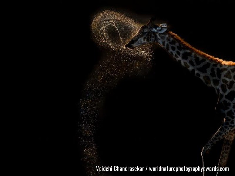 Иллюстрация 5