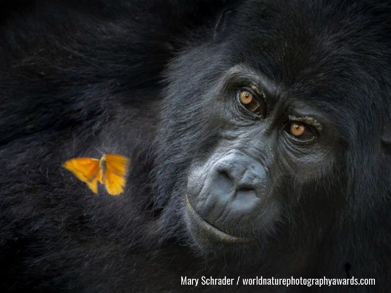 Иллюстрация 6