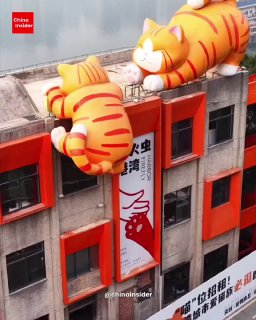 В Китае открылся антистресс-город для кошек