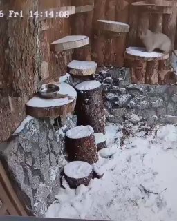 Утренняя милота из Ленинградского зоопарка