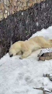 Белый медведь радуется погоде в Петербурге