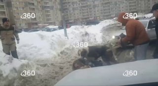 Алабай загрыз собаку и ранил женщину в Новом Измайлове