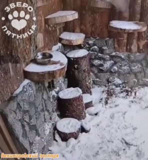 Знакомство манулов в петербургском зоопарке