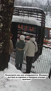 Медведю в Ленобласти стало плохо после угощения сгущёнкой