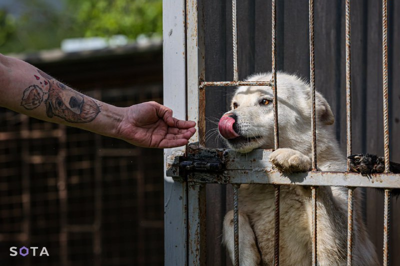 Депутат Якутии призвал к отстрелу бездомных собак