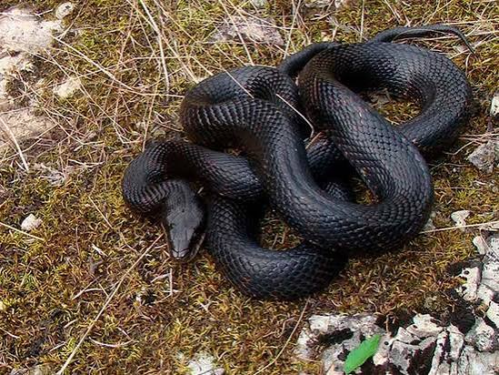 Змеи проснулись в Москве и Питере