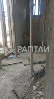 Собака реагирует на воздушную тревогу