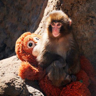 Разлучение Панча с игрушкой