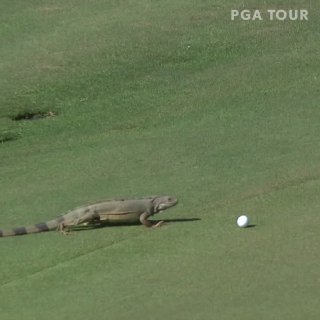 Игуана-диверсант сорвала турнир по гольфу