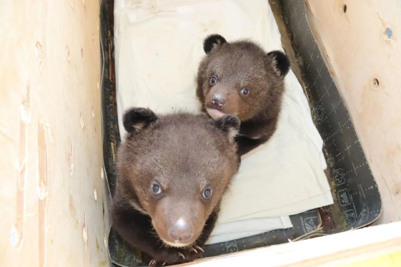 Иллюстрация 2