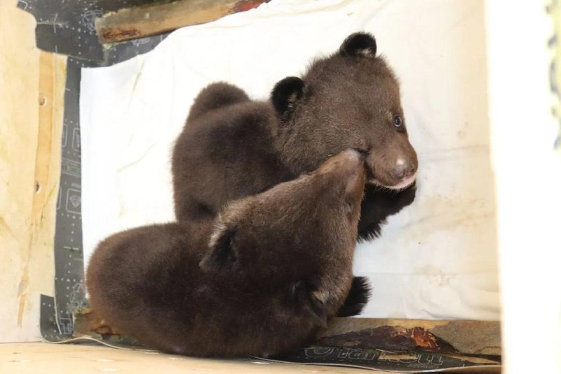 Иллюстрация 3