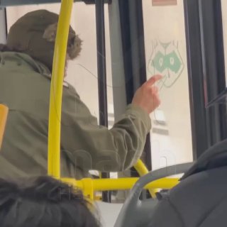 Енот на стекле автобуса в Сестрорецке