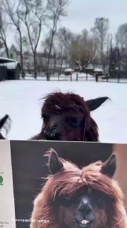 Альпаки переехали в новый вольер