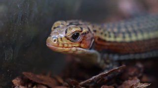 В Московском зоопарке родились детёныши геррозавра